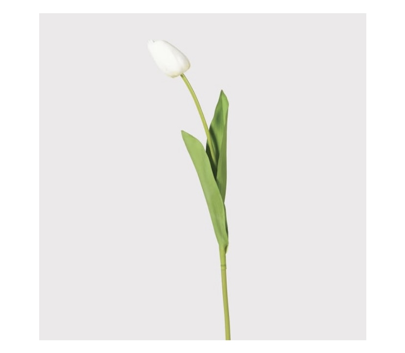White Tulip - La Maison Design